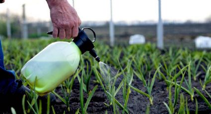 El novedoso fertilizante casero para el cuidado de tus plantas