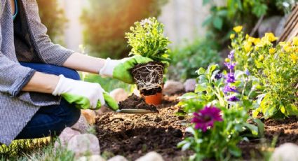 Consejos útiles para evitar errores en el cuidado de las plantas