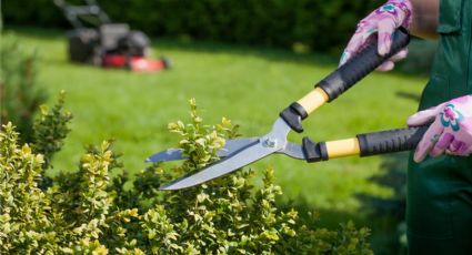 Plantas: claves para mejorar el aspecto de tu jardín