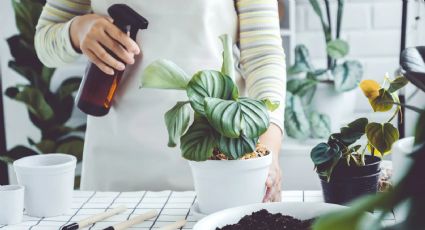 Las mejores soluciones caseras para combatir las plagas en tus plantas