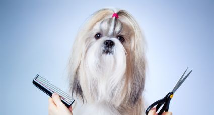 Razas de perros a los que no debes cortar el pelo