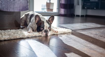 Las mejores razas de perros para departamento