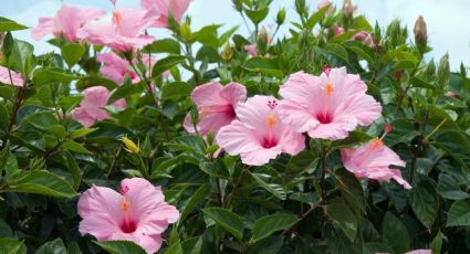 El Hibisco, la planta perfecta para decorar el hogar