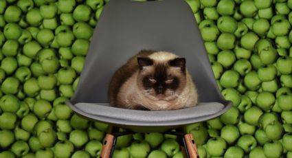 Las mejores frutas y verduras que sí puedes dar a tu gato