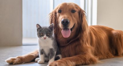 Mascotas: cómo cuidarlas de las temperaturas extremas en primavera