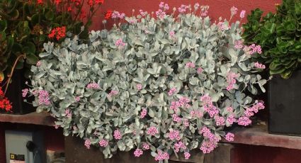 La suculenta ideal para tu jardín: la Kalanchoe Pumila