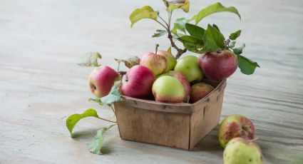 Consejos: Iniciá tu jardín frutal sin ser una experta