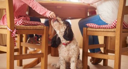 El infalible método para que tu perro no pida comida de la mesa