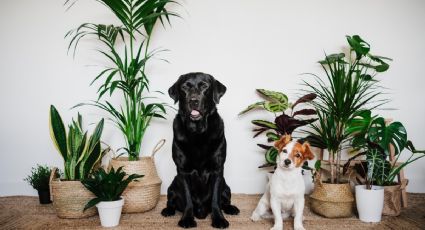 Plantas de interior peligrosas para tus mascotas