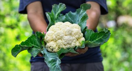 Claves para iniciar tu cultivo de coliflor