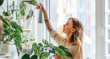 No compres más en la verdulería y planta tu propia rúcula en tu hogar con estos consejos