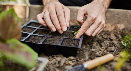 Cómo tener una huerta casera en primavera y qué verduras puedo plantar