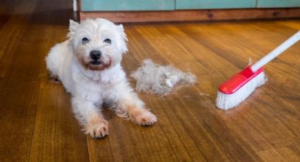 Mascotas: los motivos por los que no se recomienda cortar su pelo en verano