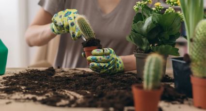 Cómo trasplantar un cactus y no perecer en el intento