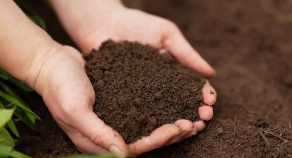 El mejor abono casero para mejorar la salud de tus plantas