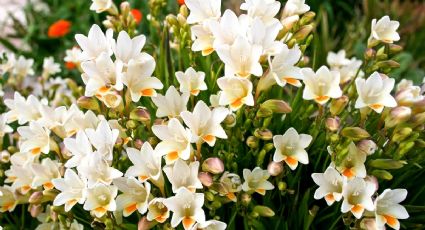 Estas son las cuatro flores que no pueden faltar en tu jardín