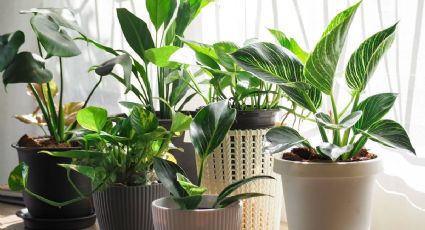 Las plantas que atraen la mala suerte y no debes tener en el hogar