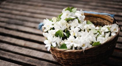 Plantas: conoce aquellas que atraen la buena surte y fortuna