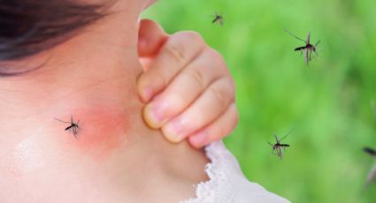 Limpieza: aleja los mosquitos con este remedio casero