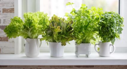 Plantas aromáticas fáciles de cultivar en nuestro hogar