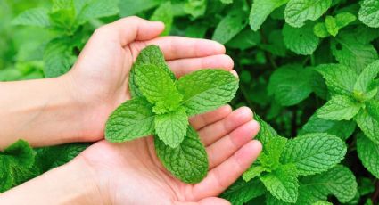 Menta, una hierba aromática con múltiples beneficios para la salud