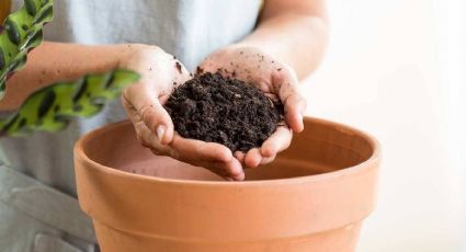 Plantas: aprende cómo realizar el mejor abono casero