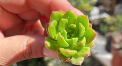 Suculentas: cuidados para los días de verano