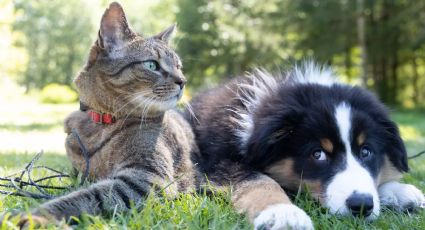 Las mascotas que tienen mayor esperanza de vida