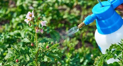 Plantas: cómo evitar las plagas en tu jardín