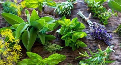 Plantas medicinales: conoce cuáles son las más indicadas para tus malestares