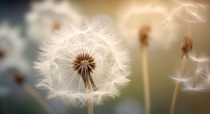 Las increíbles propiedades medicinales de la planta Diente de león