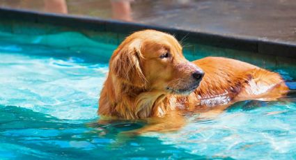 Cómo proteger a los perros de las altas temperaturas y prevenir los impactos del calor