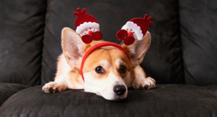 Protege a tus mascotas del ruido de las fiestas de fin de año con estas recomendaciones