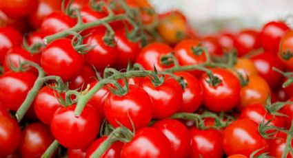 Por qué el tomate cherry es la mejor variedad de todas