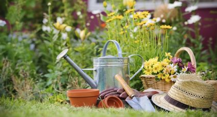 Plantas: 2 claves de jardinería para tener un espacio verde reluciente