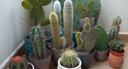 Los mejores cactus para el interior