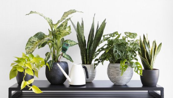 Los mejores ejemplares de plantas para el interior de tu hogar