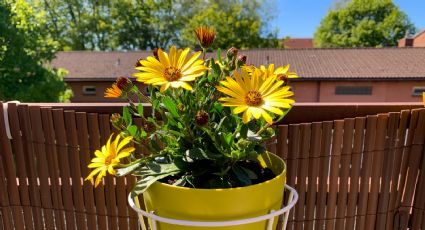 Flores para espacios reducidos: belleza en pequeñas dimensiones