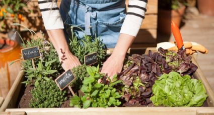 Qué plantar en tu propia huerta de invierno