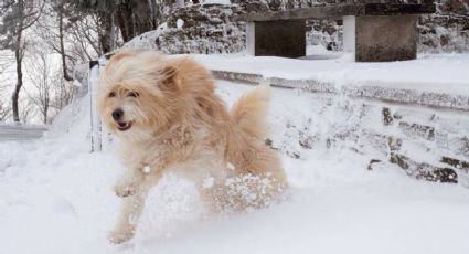 Las mejores actividades para realizar con tus mascotas en invierno