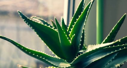 Conocé todas las propiedades y beneficios de tener Aloe Vera en casa