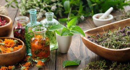 Las 6 plantas medicinales imprescindibles para el hogar