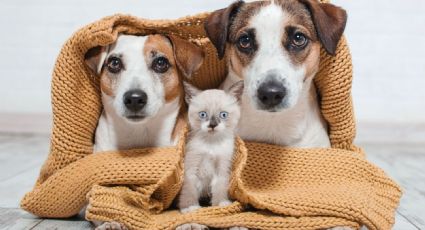 Cuidados esenciales: precauciones para proteger a tus mascotas en días de mucho frío