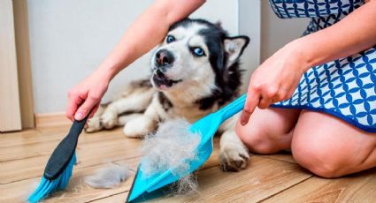 Aprendé a cómo lidiar con los pelos de tus mascotas