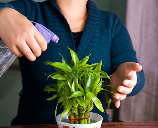 Conoce las mejores plantas medicinales para tener en tu hogar