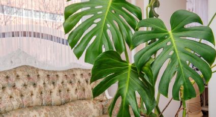 Transforma tu casa decorándola con plantas incorporando estas ideas increíbles