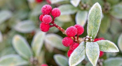 Las plantas que mantendrán tu jardín verde, todo el año