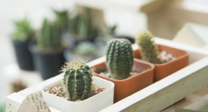 Cuidados esenciales para mantener tus cactus de interior en óptimas condiciones