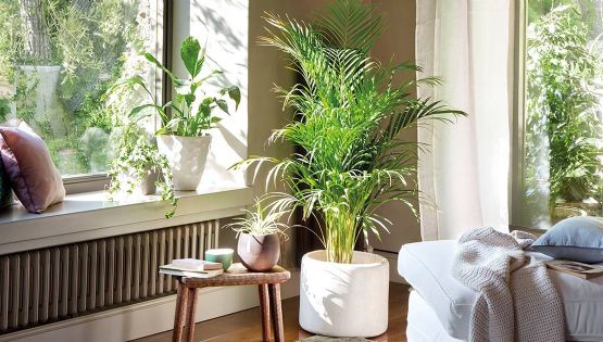 Estas son las plantas que más renovarán el oxígeno de tu hogar