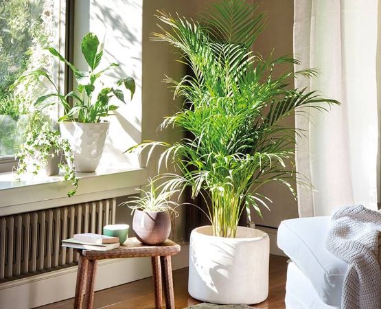Estas son las plantas que más renovarán el oxígeno de tu hogar